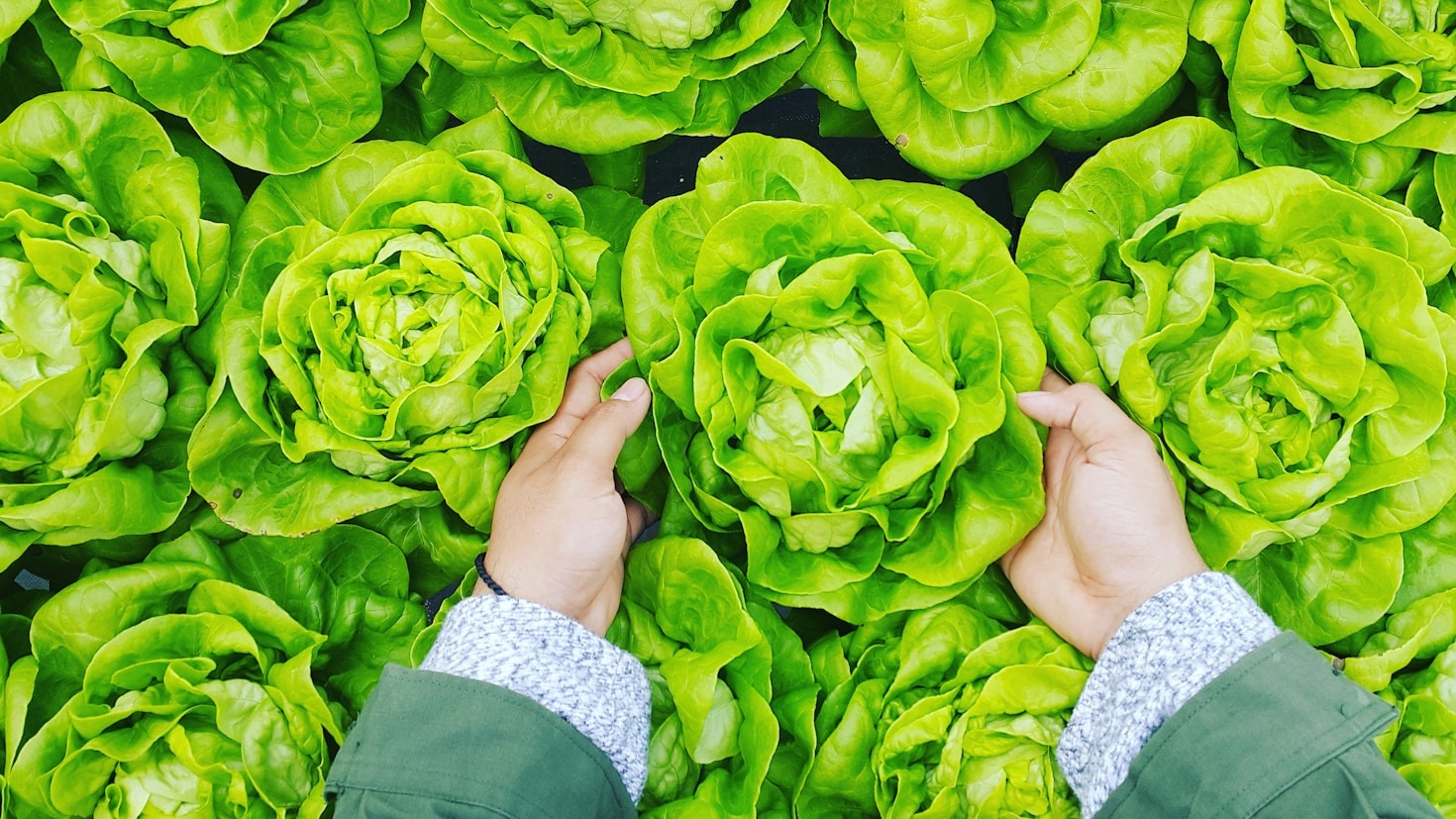 Norme e regolamenti per la sicurezza alimentare